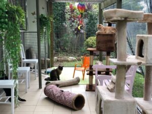 cattery