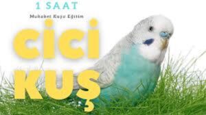 cici kuş ses kaydı
