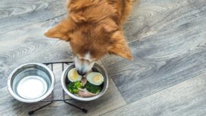 köpekler yumurta yiyebilir mi