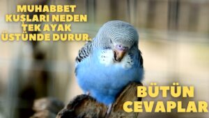 muhabbet kuşu neden tek ayak üstünde durur