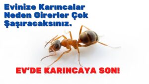 Karıncalar Evden Nasıl Uzaklaştırılır