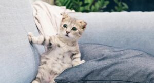 Dişi Kedi İsimleri