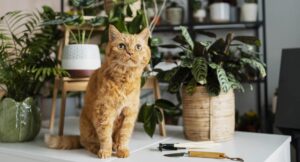 Erkek Kedi İsimleri