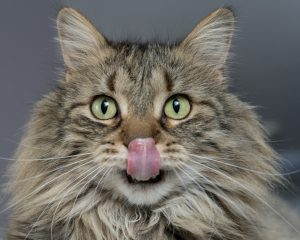 En iyi kedi mamaları