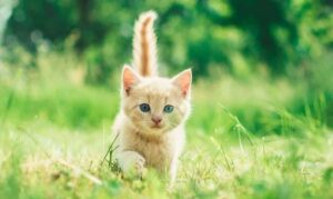 Yabancı Kedi İsimleri